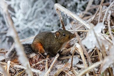 《巫师4》不会 “破坏”《巫师3》的任何结局